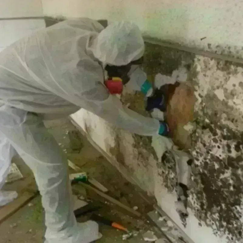 Mold Remediation and Removal in East San Gabriel, CA